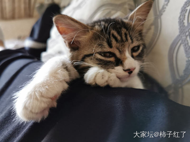 小米_猫