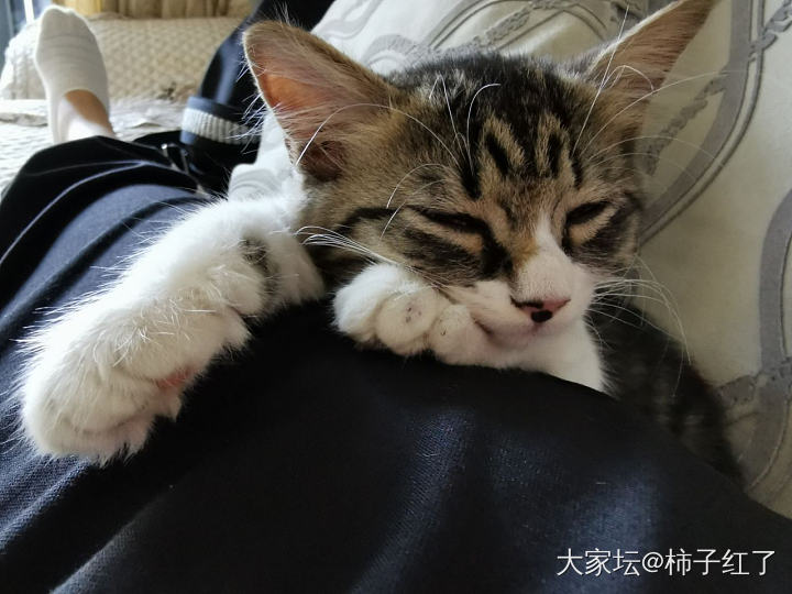 小米_猫