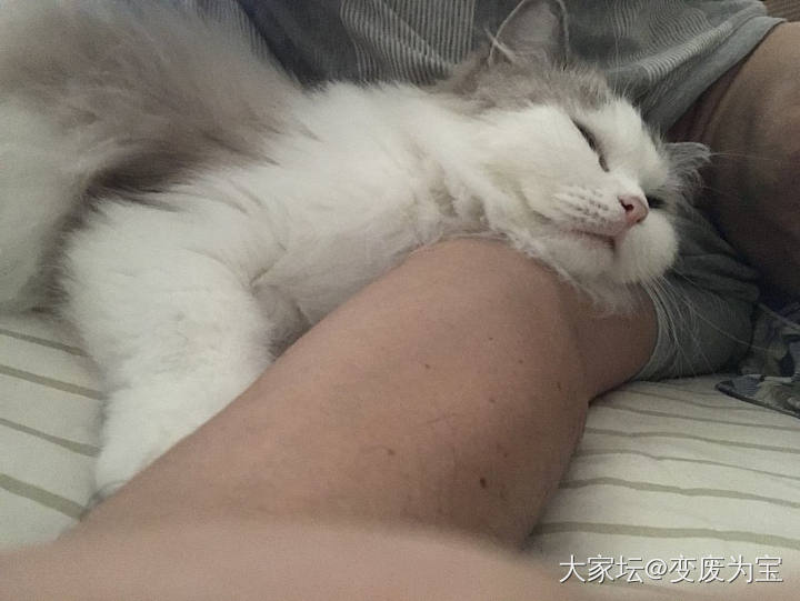 老虎🐯真是要成精了😆_猫