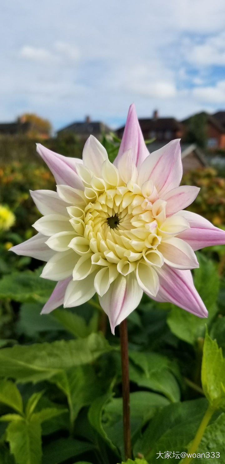 晒花，菊花和地瓜花_花