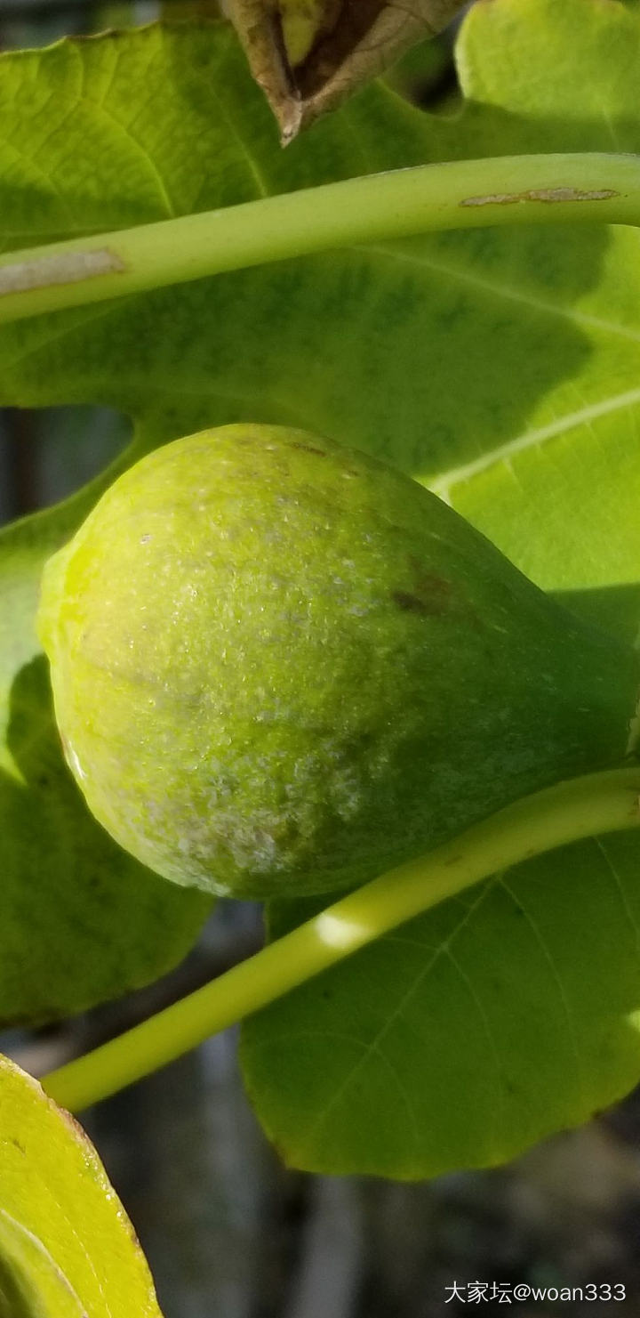 逛园子_植物