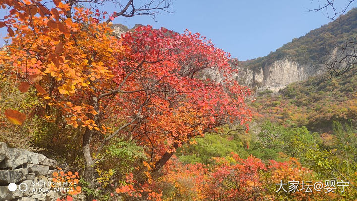 层林尽染，万山红遍，秋游赏栌
之一_旅游金