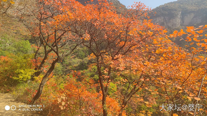 层林尽染，万山红遍，秋游赏栌
之一_旅游金