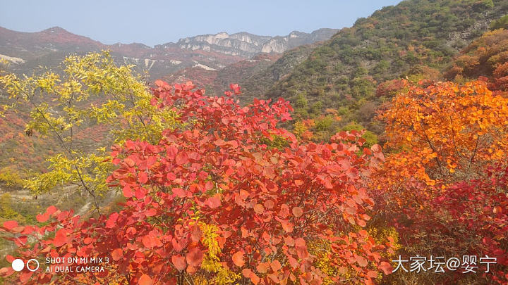 岭上红叶正艳，人生喜事连连_叶旅游