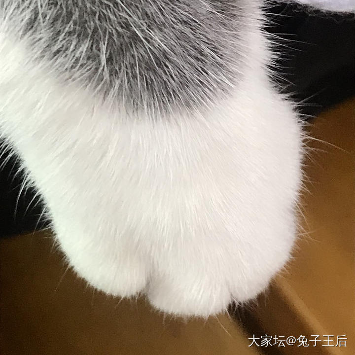 我家6个月的主子_猫