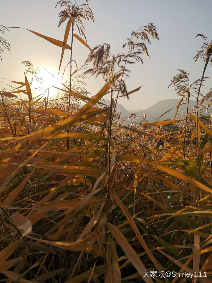 秋天的芦苇_手镯景色银