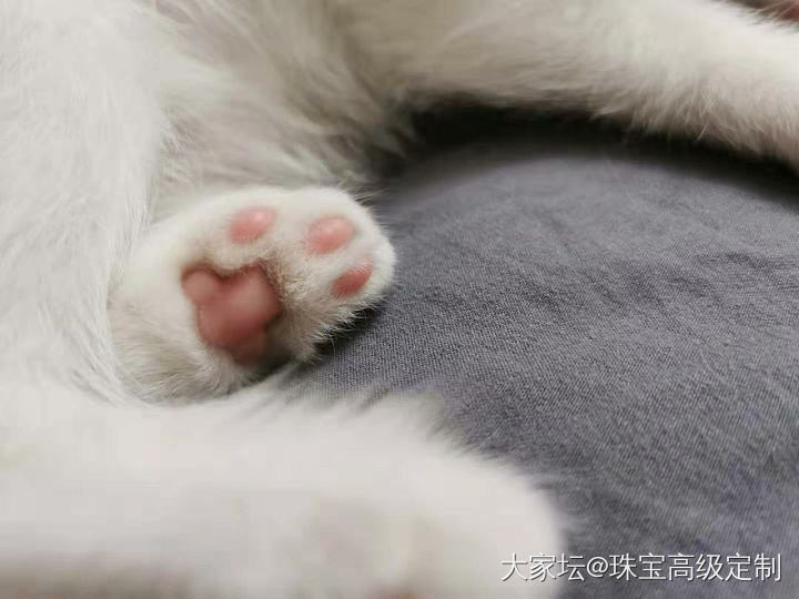 小奶喵_猫