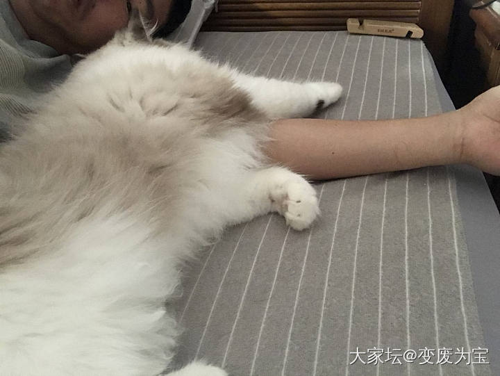 向大家展示一下老虎🐯的陪睡技能😆_猫