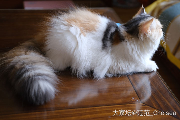 水个红包吧 
好几天没冒泡了_猫