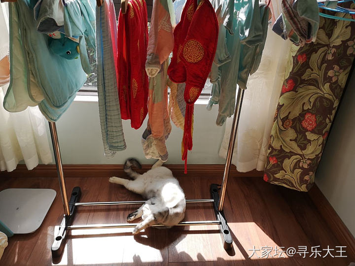 征用了某猫的位置晒衣服_猫