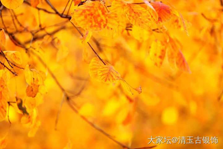 秋色_摄影