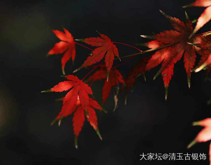 秋色_摄影