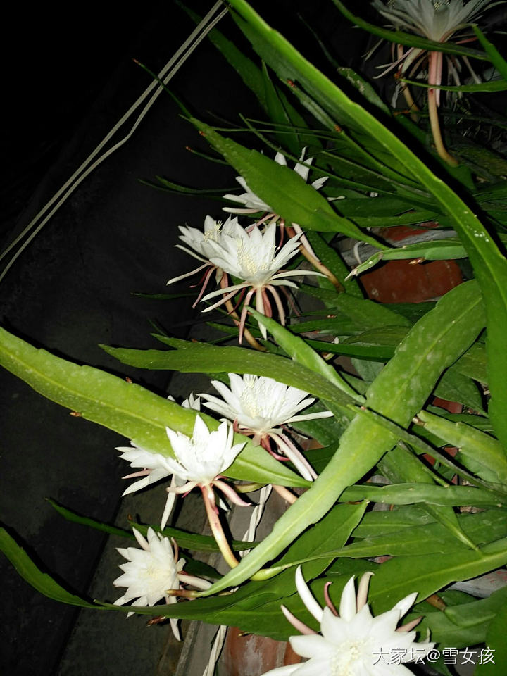 一夜怒放的小叶昙花_花植物