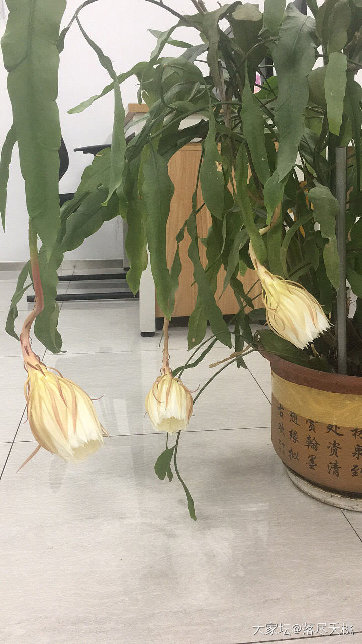 一夜怒放的小叶昙花_花植物