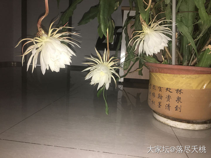 一夜怒放的小叶昙花_花植物