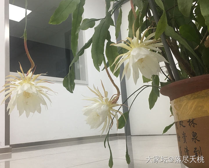 一夜怒放的小叶昙花_花植物