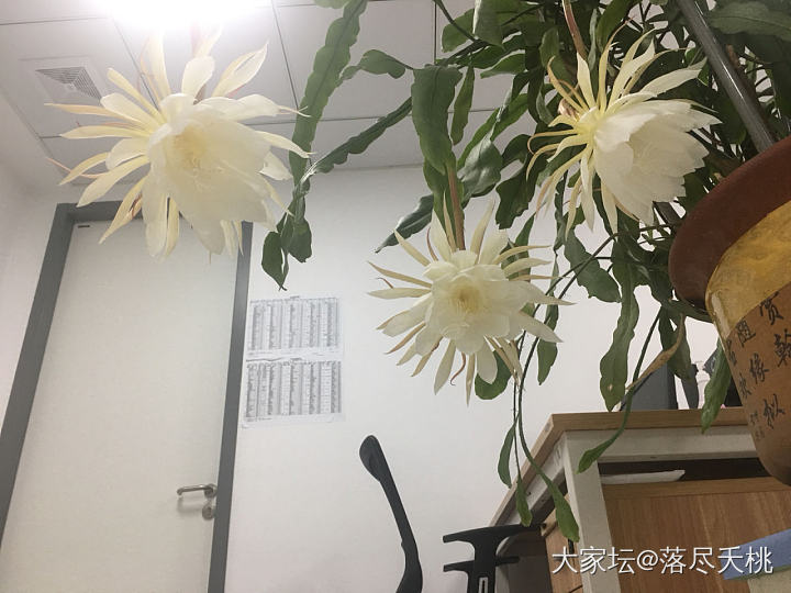 一夜怒放的小叶昙花_花植物