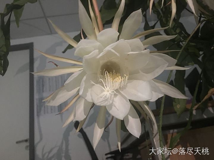 一夜怒放的小叶昙花_花植物