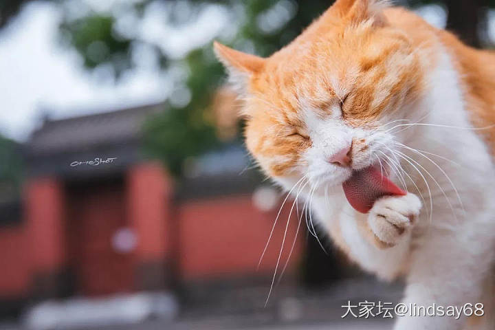 梦想中的猫生_猫