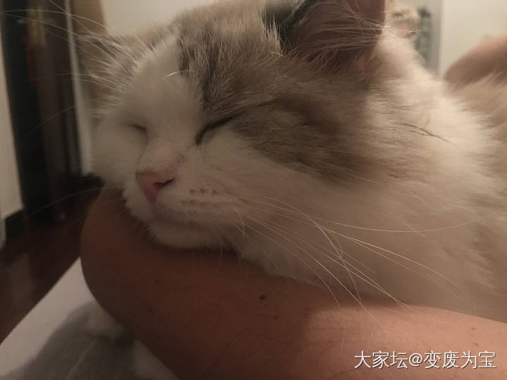 学习老虎🐯好榜样，带来满满正能量😆_猫