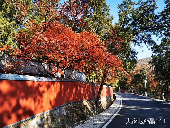 立冬，据说今年暖冬。_植物