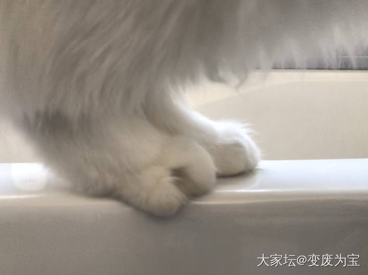 猜中是谁的jojo奖励小鱼干😆_猫