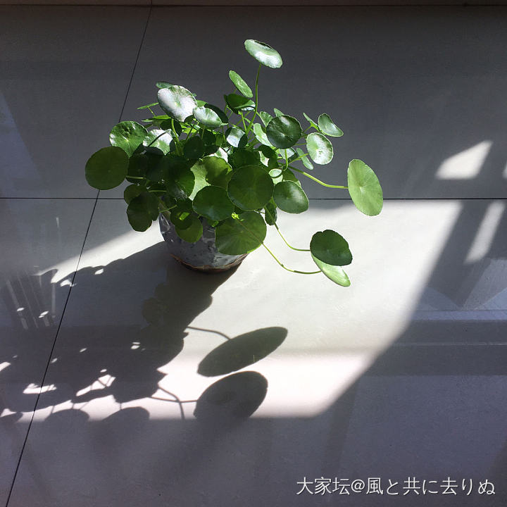 晒晒太阳🌞_植物