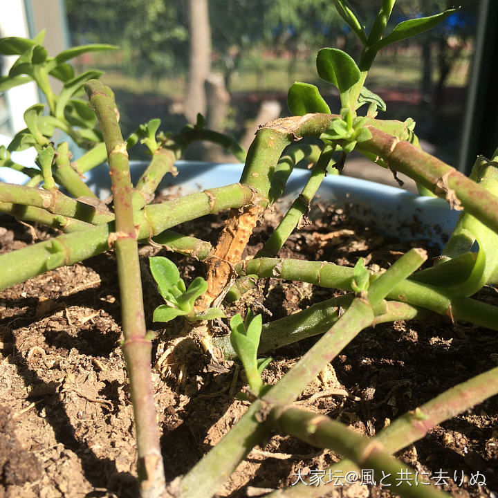 晒晒太阳🌞_植物