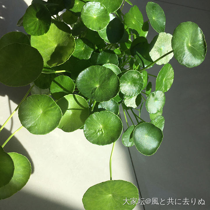 晒晒太阳🌞_植物