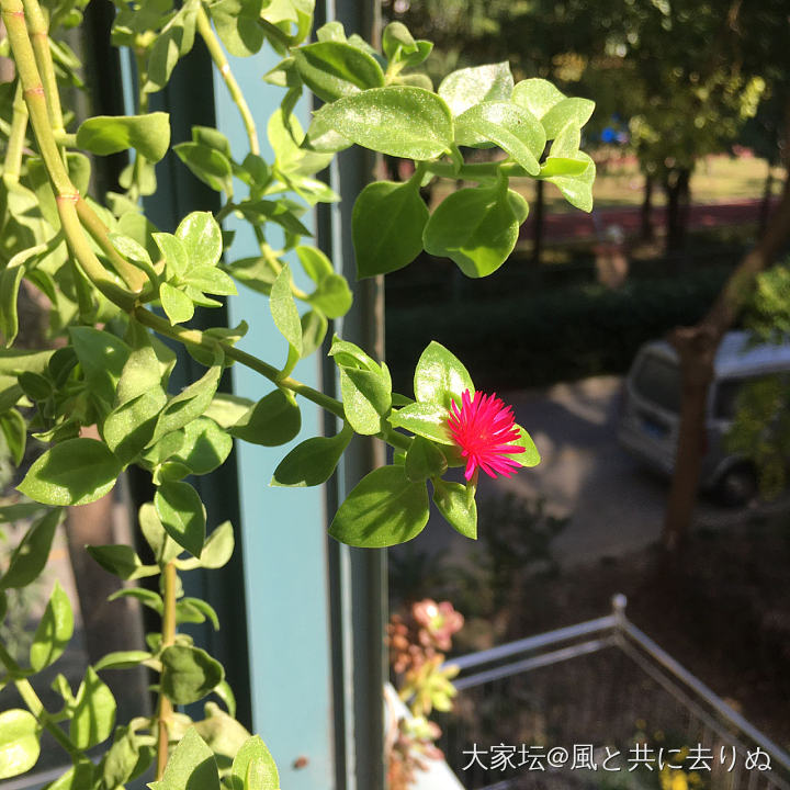 晒晒太阳🌞_植物