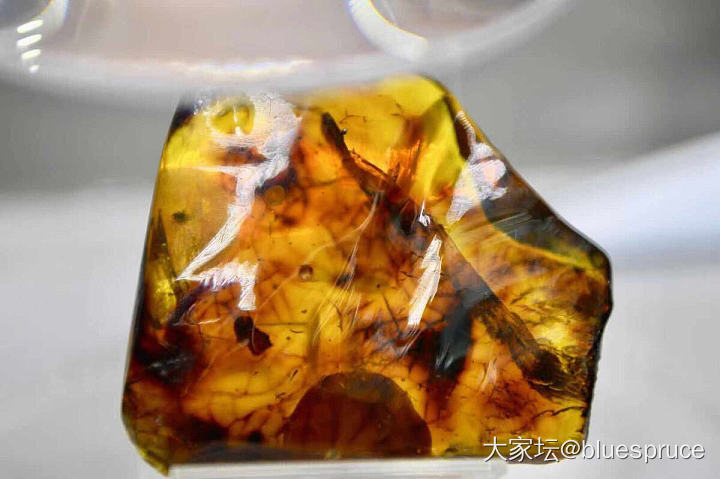 🦐琥珀，挺有意思的_琥珀