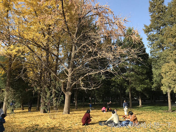 北京的秋充分满足了我的银杏情节🌿🍂_旅游