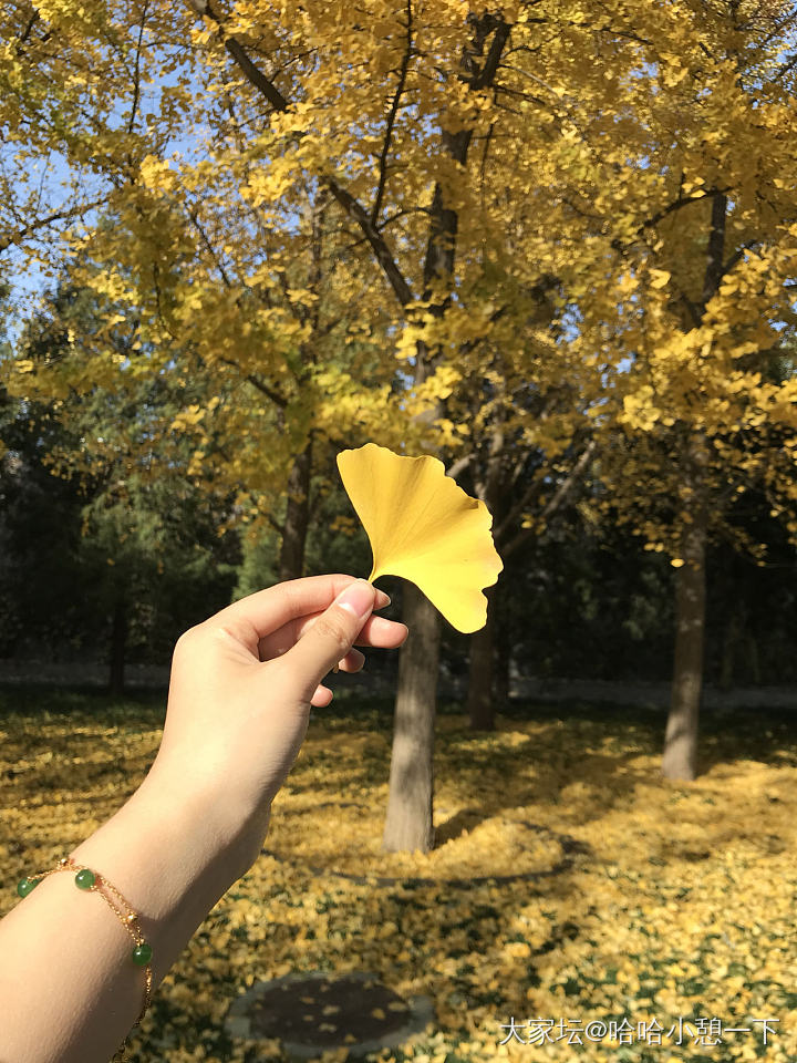 北京的秋充分满足了我的银杏情节🌿🍂_旅游