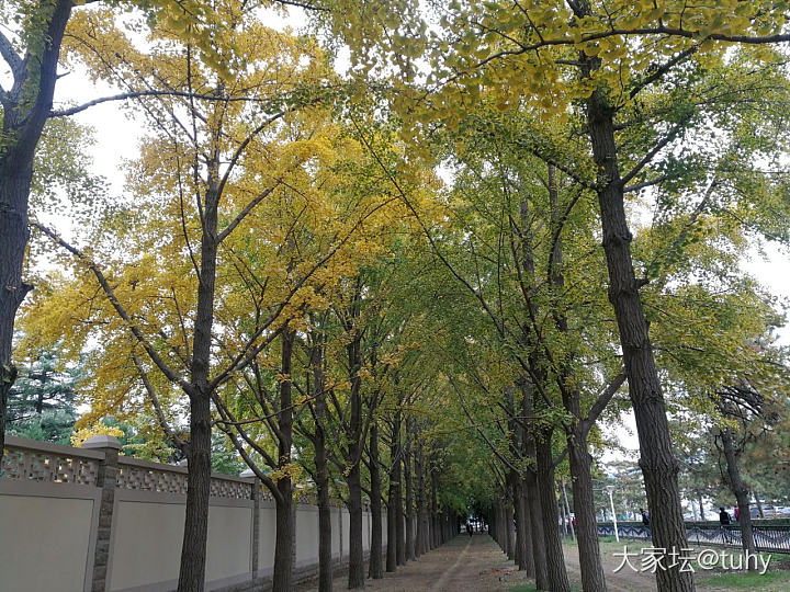 北京的秋充分满足了我的银杏情节🌿🍂_旅游