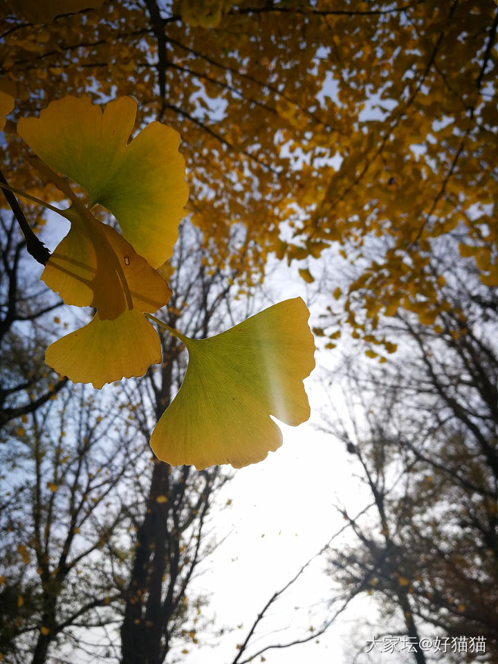 还是那片树林，秋醉，秋梦……_景色