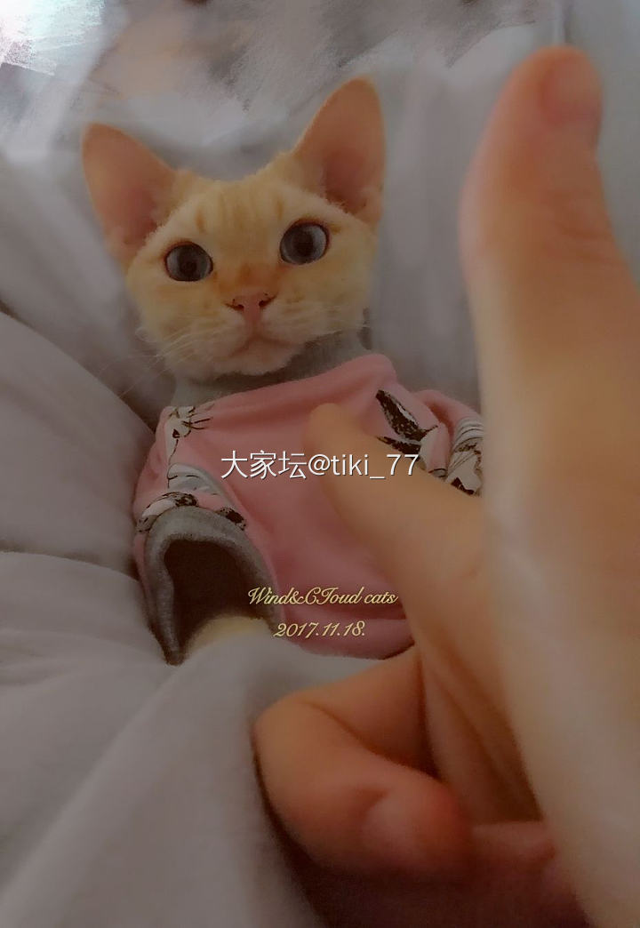 德文富贵贴~_猫