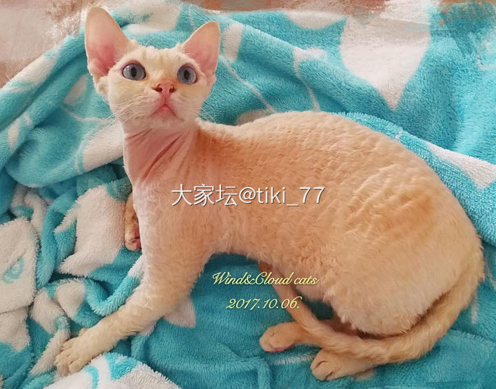 德文富贵贴~_猫