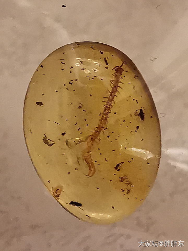 虫珀价格市场调查！有宝贝的发一下，带上克价，珀种，虫种，何时入手！谢谢大家！_琥珀