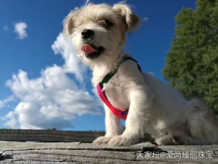 北方的夏日有一个极好的度假去处，那就是美丽的伊春市，不是因为风景多美丽，而是伊春..._狗