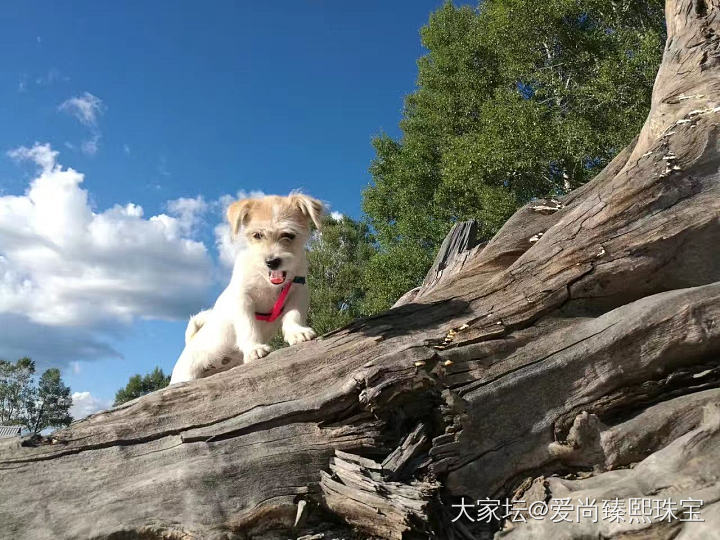 北方的夏日有一个极好的度假去处，那就是美丽的伊春市，不是因为风景多美丽，而是伊春..._狗