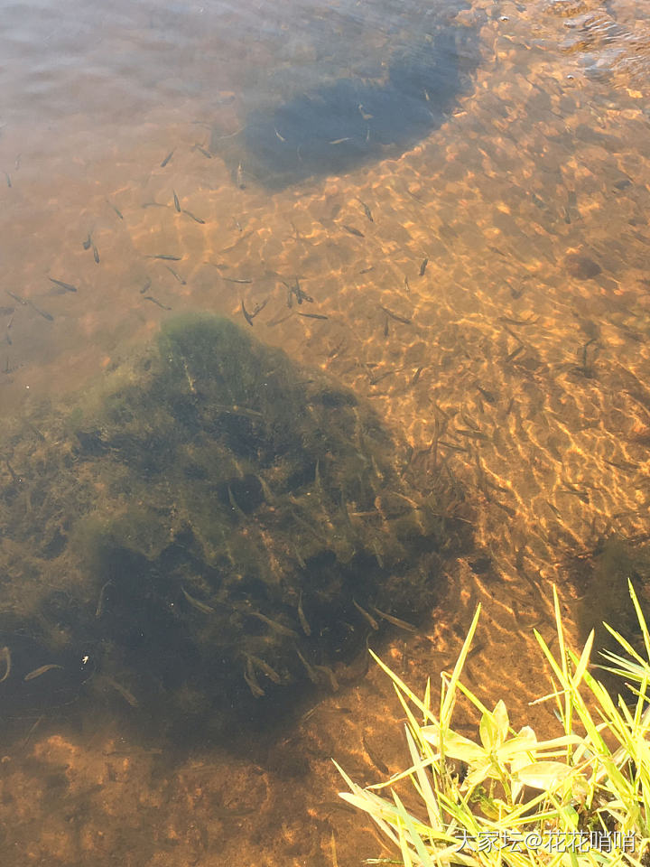 探索大自然的神奇气息_水族类