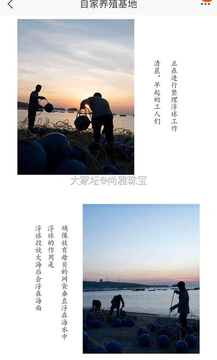 日常分享中国海水珍珠小知识_珍珠