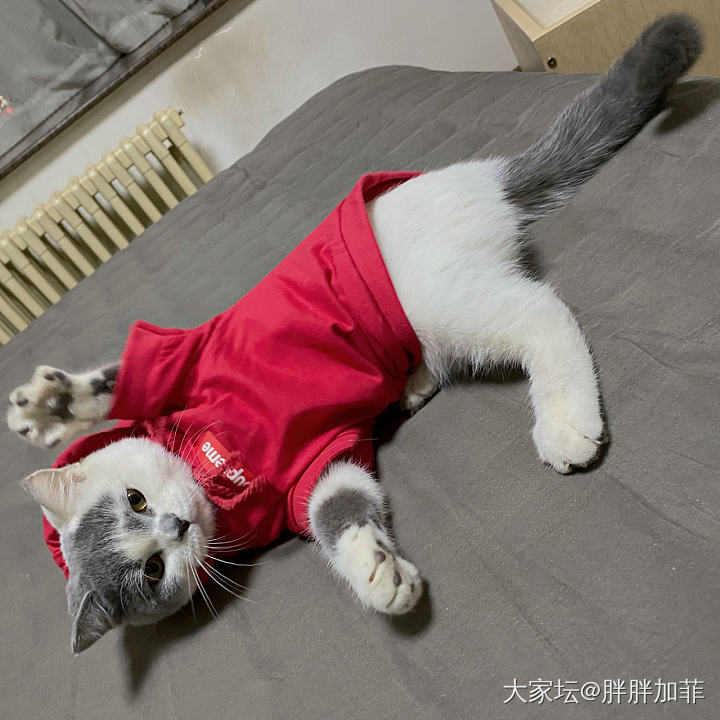 一家人就是要整整齐齐
好吧……
其实是合照失败_猫