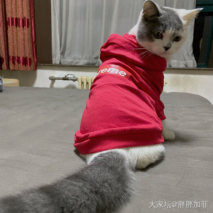 一家人就是要整整齐齐
好吧……
其实是合照失败_猫