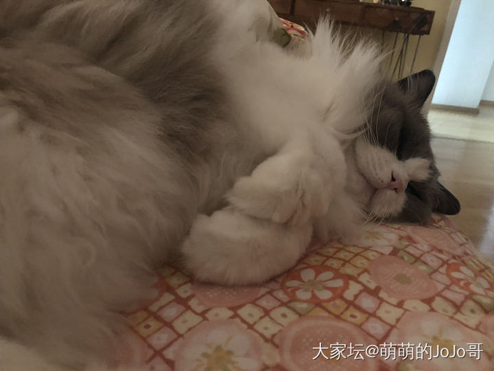 想躺床上看手机都是奢侈_猫