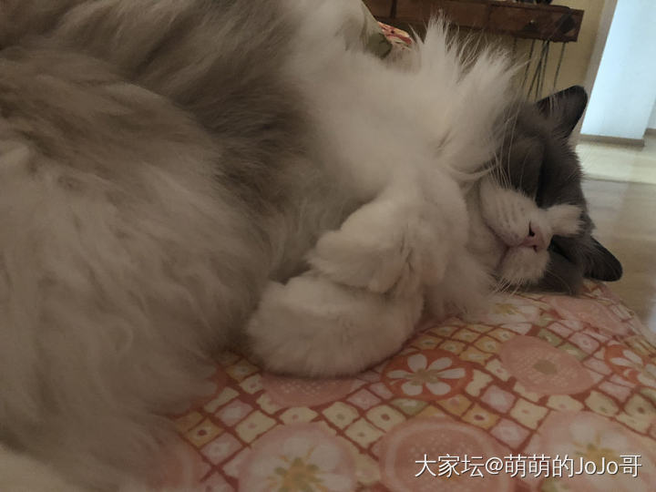 想躺床上看手机都是奢侈_猫