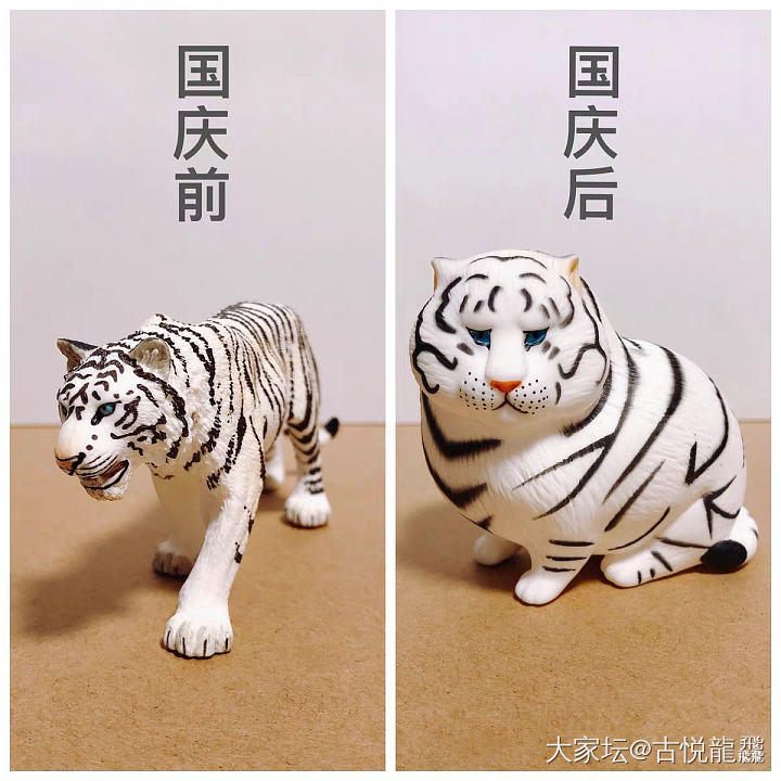 俺的     小脑虎      🐯 

肥嘟嘟滴     好 阔爱～_摆件