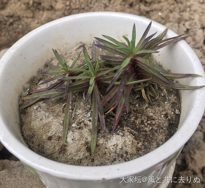 迷你小植物_多肉