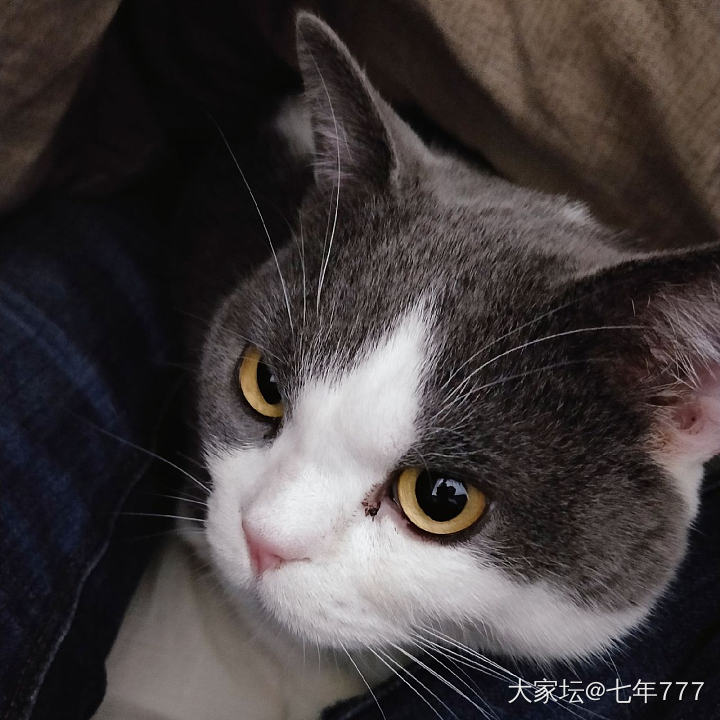 冬天，猫咪爱钻被窝_猫