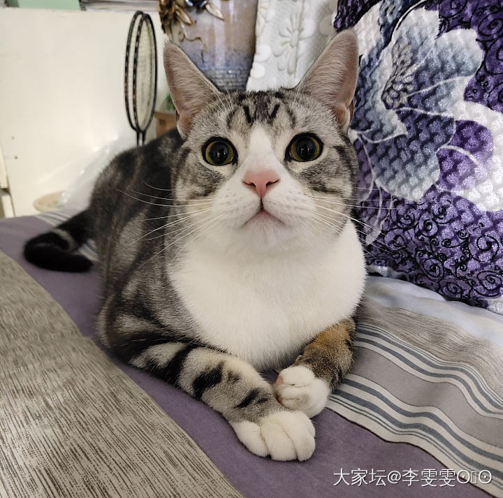 我家猫咪爱吃烤红薯😂_猫